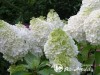 Hortenzija šluotelinė ,Polar Bear' (lot. Hydrangea paniculata)